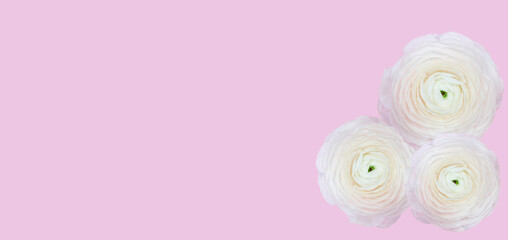 three soft pink flowers on a pink background banner