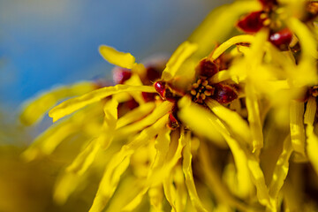 close up flower 