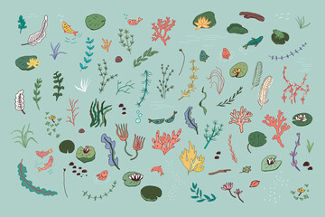 Water plants vector illustrations set