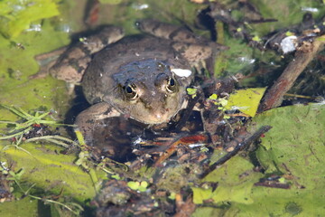 Grenouille au soleil sur Nénuphar