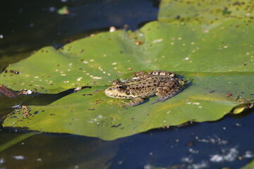 Grenouille au soleil sur Nénuphar