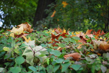 autumn leaves in the park