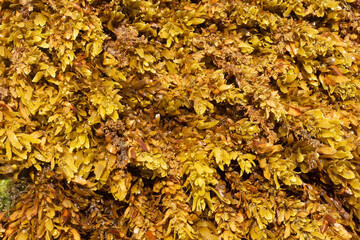close up of brown coral marine texture on a sunny day