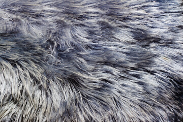 Backdrop close-up photo texture of silver and gray colored synthetic animal fur material.