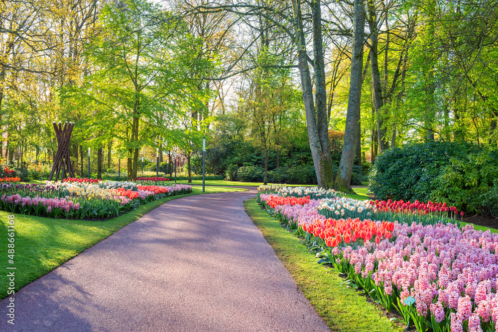 Wall mural keukenhof royal garden in spring, scenic view of sunny park alley with different flowers and bright 