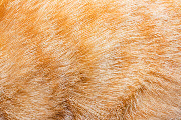 Backdrop close-up photo texture of red and brown colored cat animal fur and hair.