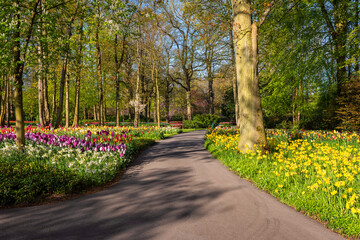Keukenhof royal garden in spring, scenic view of sunny park alley with different flowers and bright green grass and trees, beautiful landscape, outdoor travel and botanical background, Netherlands