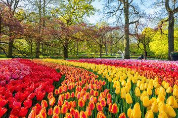 Amazing flowering Keukenhof royal garden in spring with plenty of colorful tulip flowers, green grass and blossoming trees, bright sunny landscape, outdoor travel and botanical background, Netherlands - 488661162