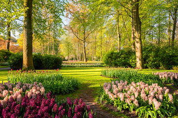 Keukenhof royal garden in spring, scenic view of sunny park with different flowers and bright green grass and blossoming trees, beautiful landscape, outdoor travel and botanical background, Netherland - 488661163