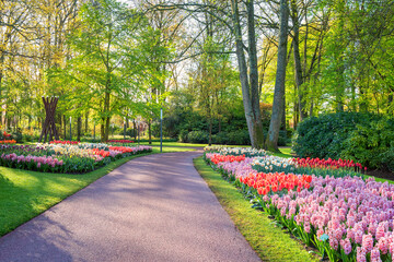 Plakat Keukenhof royal garden in spring, scenic view of sunny park alley with different flowers and bright green grass and trees, beautiful landscape, outdoor travel and botanical background, Netherlands