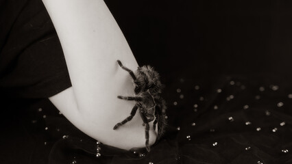 Big spider on young girl's hand. Crop unrecognizable person with tarantula on black background. Black and white.