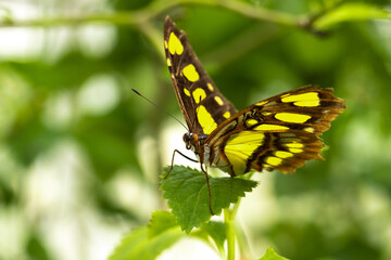 Obraz na płótnie Canvas Malachite Butterfly On Green Leaf