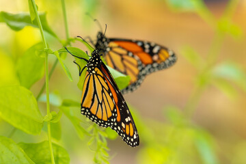 Two Monarch Butterflies In The Garden