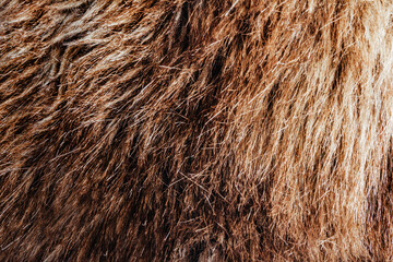 Backdrop close-up photo texture of brown colored animal fur material.