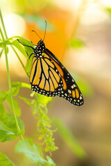 Monarch Butterfly In Summer Garden