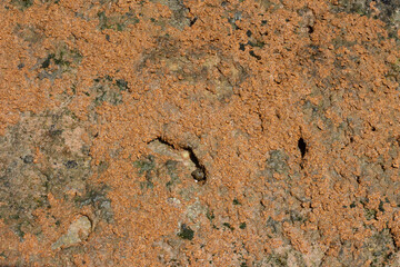 close up of brown coral marine texture on a sunny day