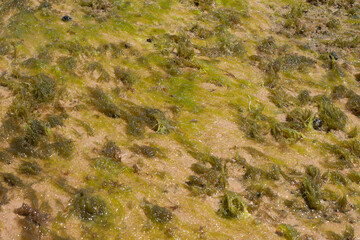 close up of green coral marine texture on a sunny day