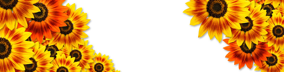 Sunflowers (Duarf Music Bos Sunfloer) panoramic banner frame design with copy space on white background