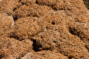 close up of brown coral marine texture on a sunny day