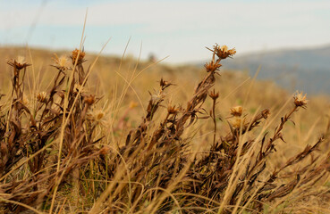Obraz premium Dry flowers in autumn field