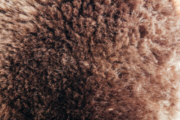 Backdrop close-up photo texture of brown colored animal fur material.