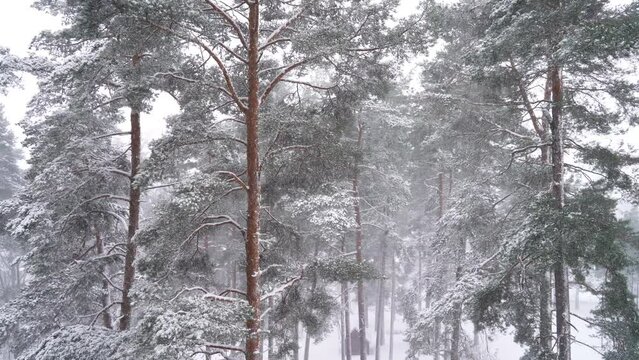 Landscape with heavy snowfall and pine trees in winter dense forest on cold quiet evening ib Finland