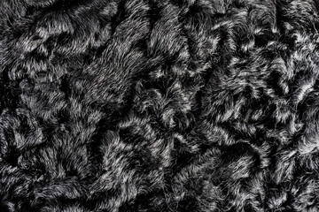 Backdrop close-up photo texture of black colored astrakhan fur material. - obrazy, fototapety, plakaty