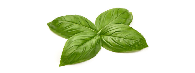 Fresh organic Basil Leaves, isolated on white background.