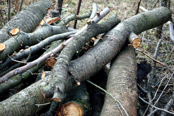 Fototapeta premium a bunch of cut cherry trunks, close-up as a texture for a background