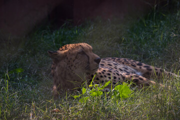 cheetah in the grass