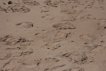 human footprints in the beach sand