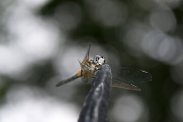 bokeh background with large insect