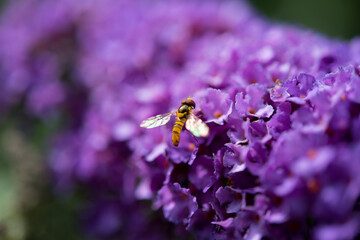 bee on violet Buddleja or butterfly bush