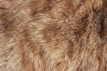Fototapeta na wymiar Backdrop close-up photo texture of brown and red colored animal fur and hair material.