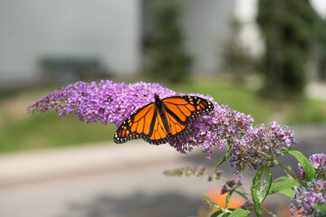 monarch butterfly on a Buddleja flower