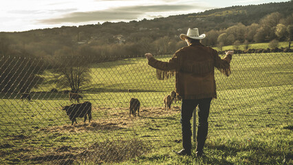 man looking at cattle
