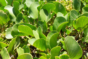 grass leaves on a sunny day