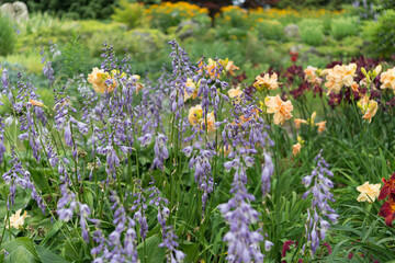 Fototapeta premium violet hosta blossoms and day lilies in a hillside garden