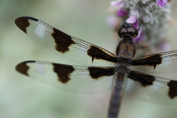 Twelve-spotted Skimmer (Libellula pulchella) on Stachys byzantina (lamb's ear in flower)