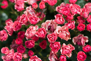 field of miniature roses (some faded)