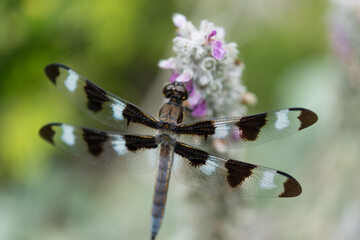 Twelve-spotted Skimmer (Libellula pulchella) on Stachys byzantina (lamb's ear in flower)