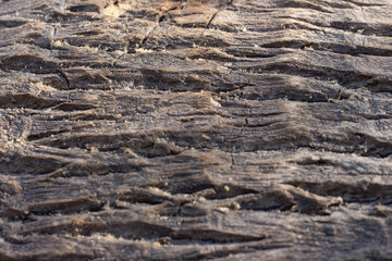 .closeup texture of coconut tree bark