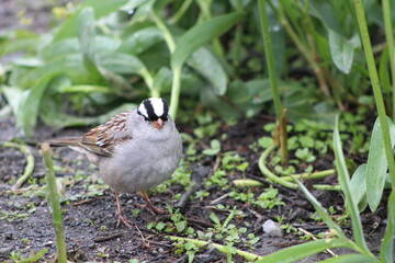 Bird Close-Up