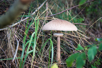 Gemeiner Riesenschirmling