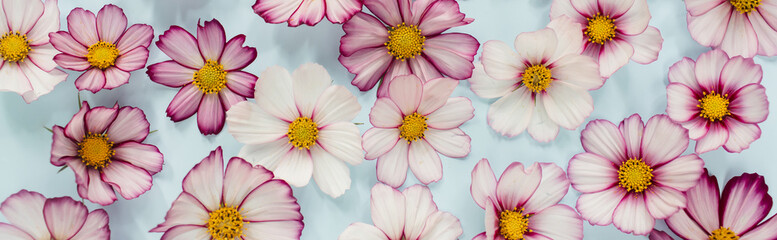 Banner Floral composition. Pink flowers cosmos on blue background. Spring, summer concept. Flat lay, top view.