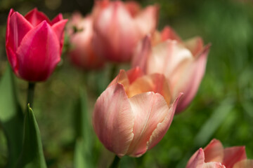 Obraz premium pink and red tulips up close 