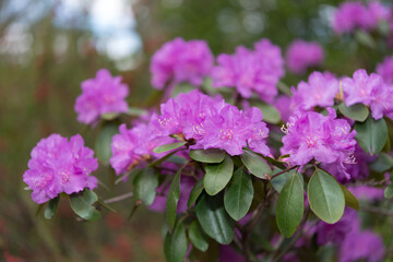 Obraz na płótnie Canvas violet rhododendrons close up