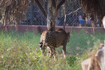 cheetah in the zoo