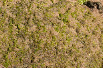 close up of green coral marine texture on a sunny day