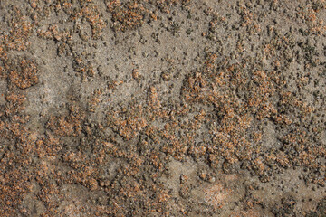 close up of beige coral marine texture on a sunny day